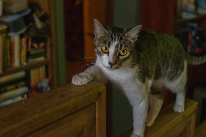 Nika La gatita Nika, llamada así porque no hacía "Ni caso" - @JMPhotographia
